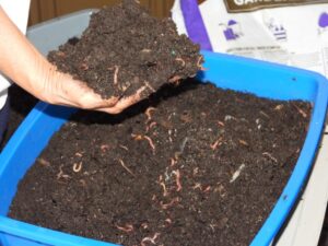 worm kit with tray and bedding