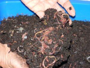 red wiggler worms in hand